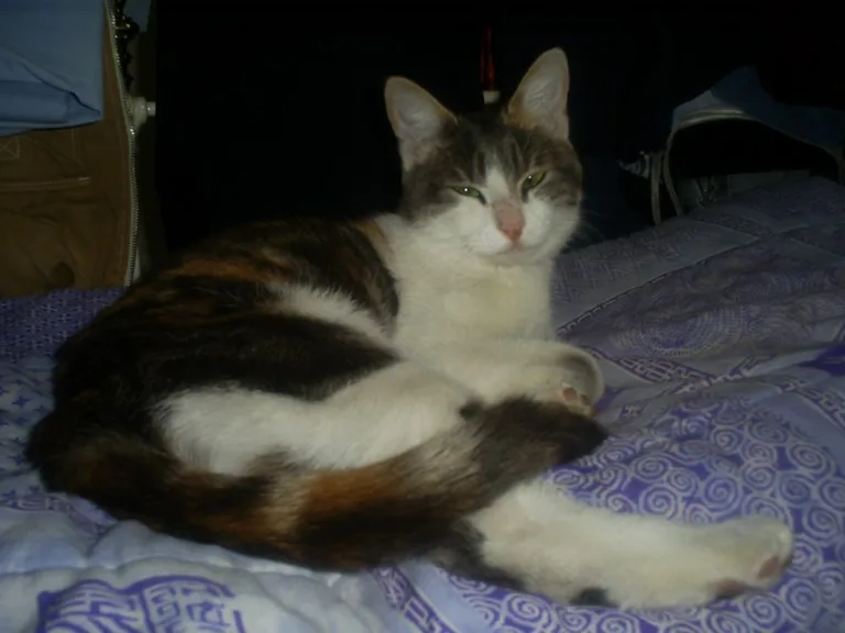 Chat trouvé