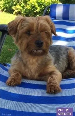 Chien perdu Yorkshire Terrier