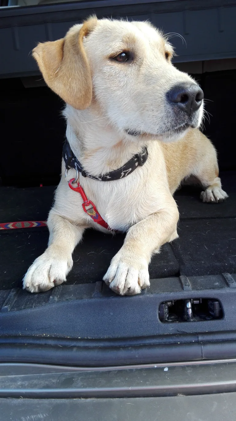 Chien trouvé