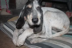Chien trouvé Ariégeois