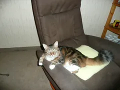 Chat perdu Européen