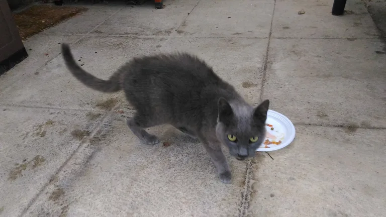 Chat trouvé