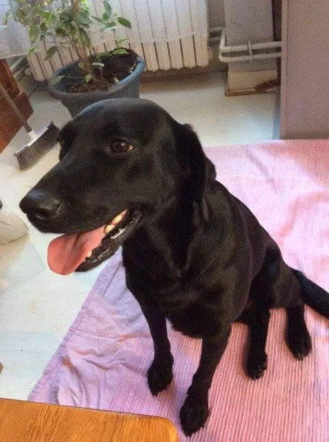 Chien trouvé