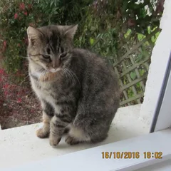 Chat trouvé Européen