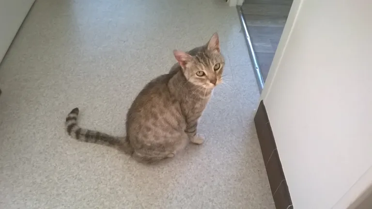 Chat trouvé