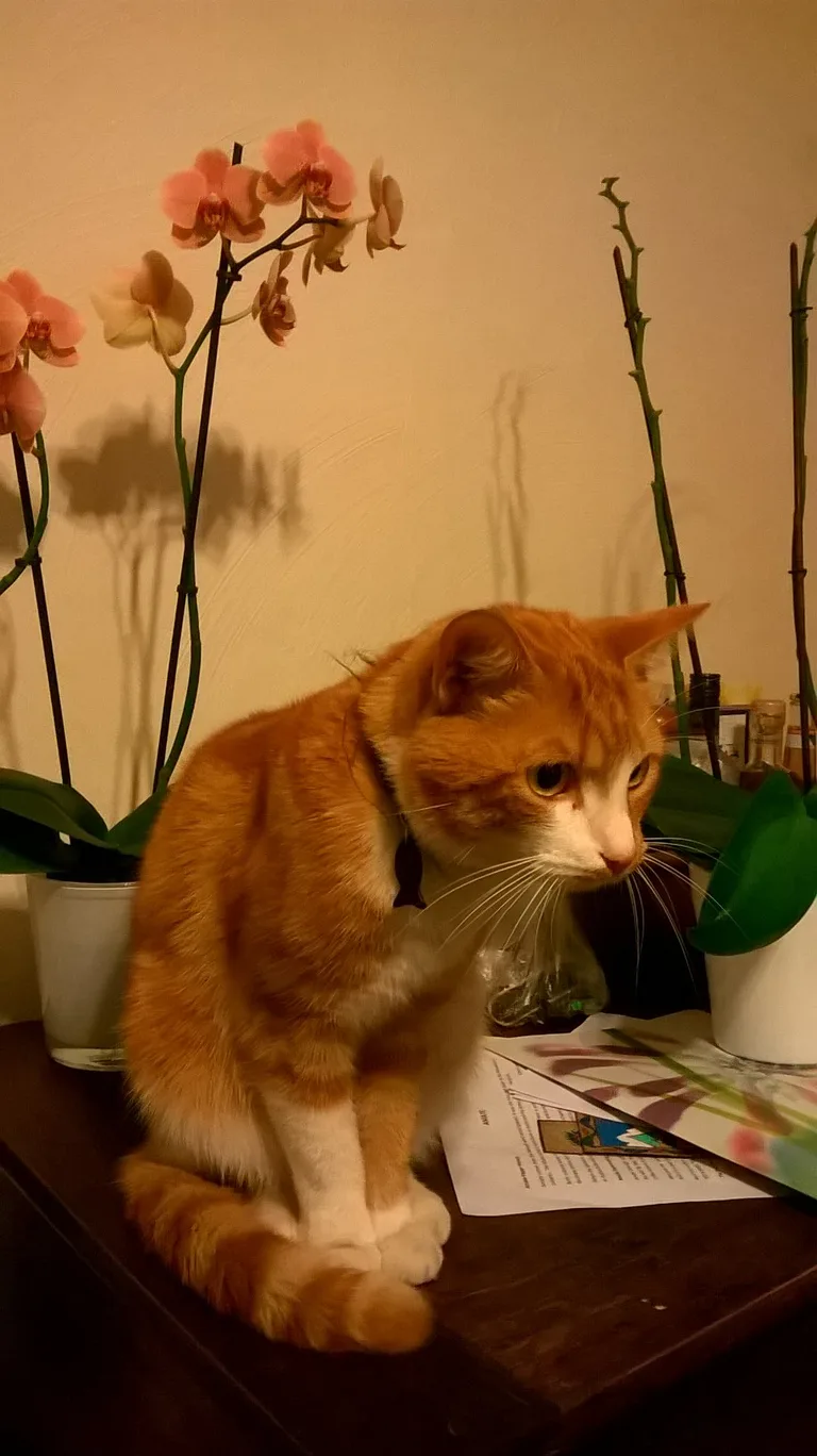 Chat trouvé