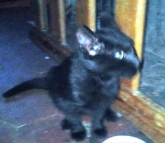Chat trouvé Européen