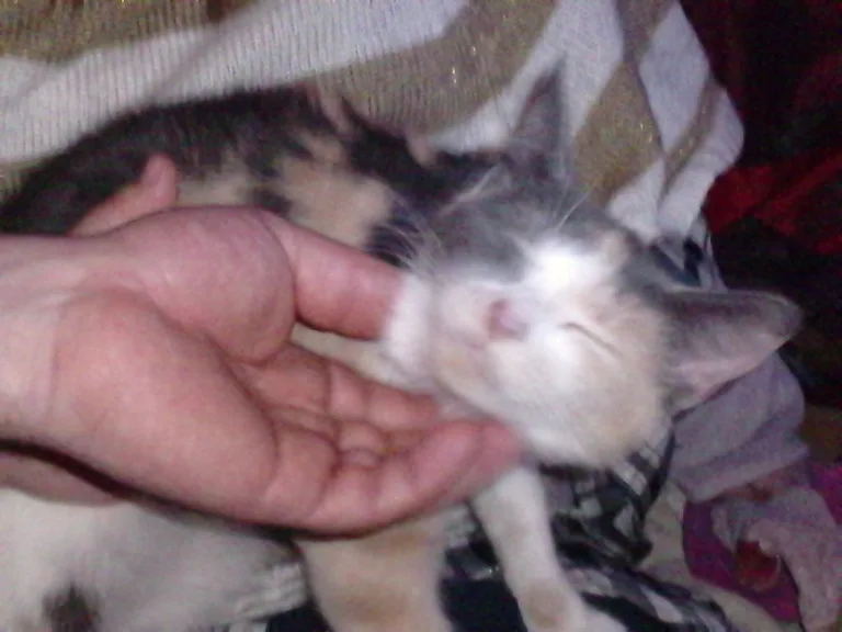 caline