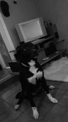 Chien perdu Pitbull