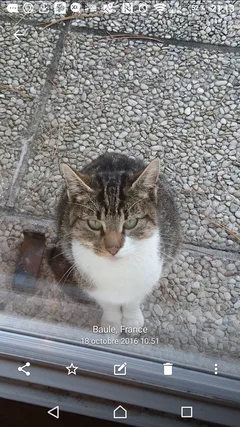 Chat trouvé Européen