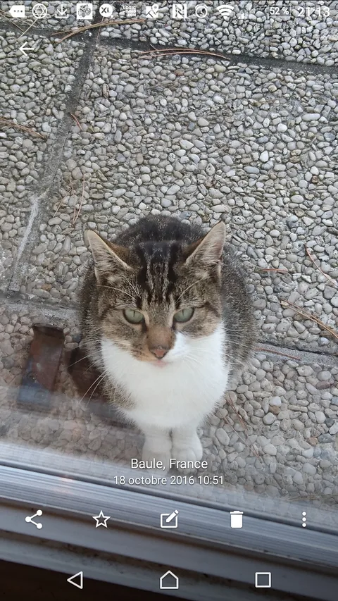 Chat trouvé