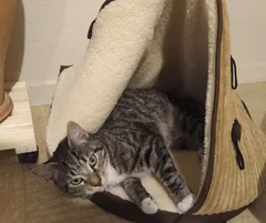 Chat trouvé Européen