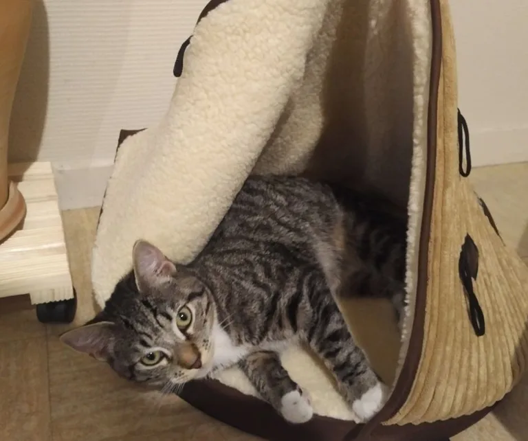 Chat trouvé