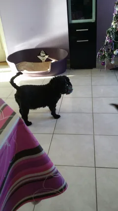 Chien perdu Caniche