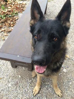 Chien trouvé Berger Allemand