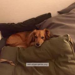 Chien perdu Teckel