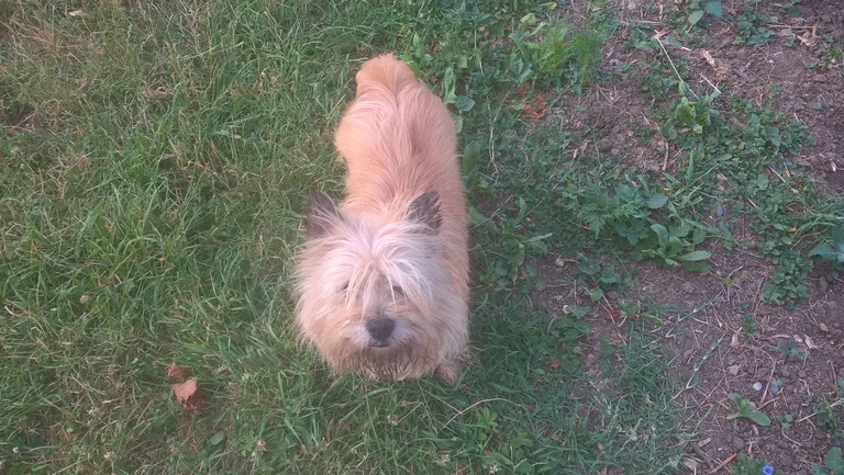 Taz