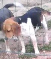 Chien perdu Beagle