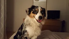 Chien trouvé Border Collie