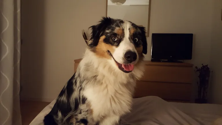 Chien trouvé