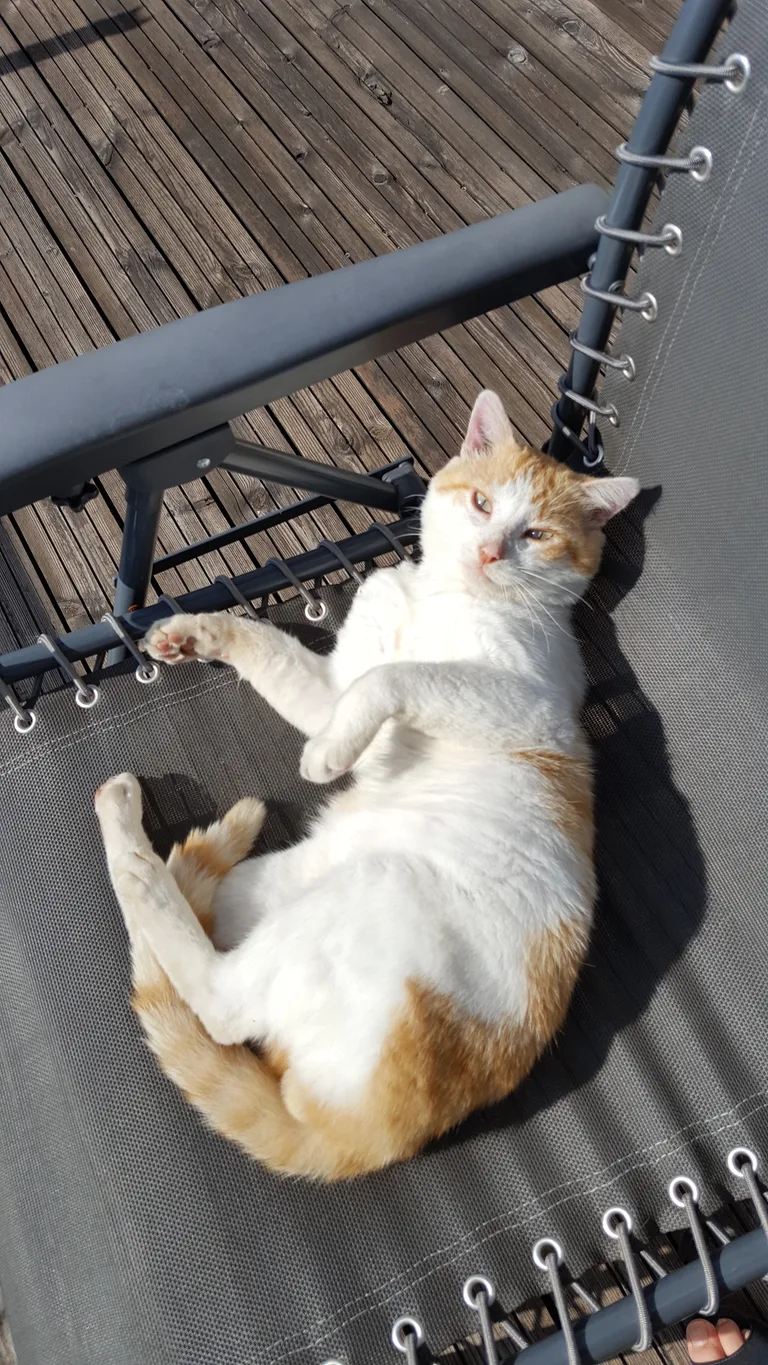 Chat trouvé