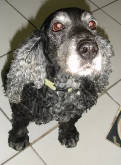 Chien trouvé Cocker Anglais