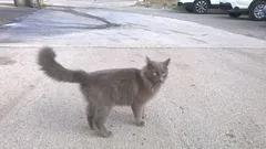Chat trouvé Européen