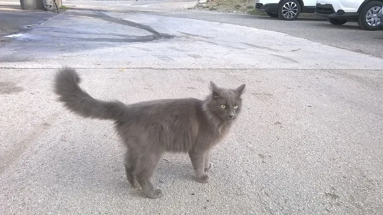 Chat trouvé