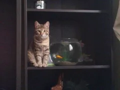 Chat perdu Européen