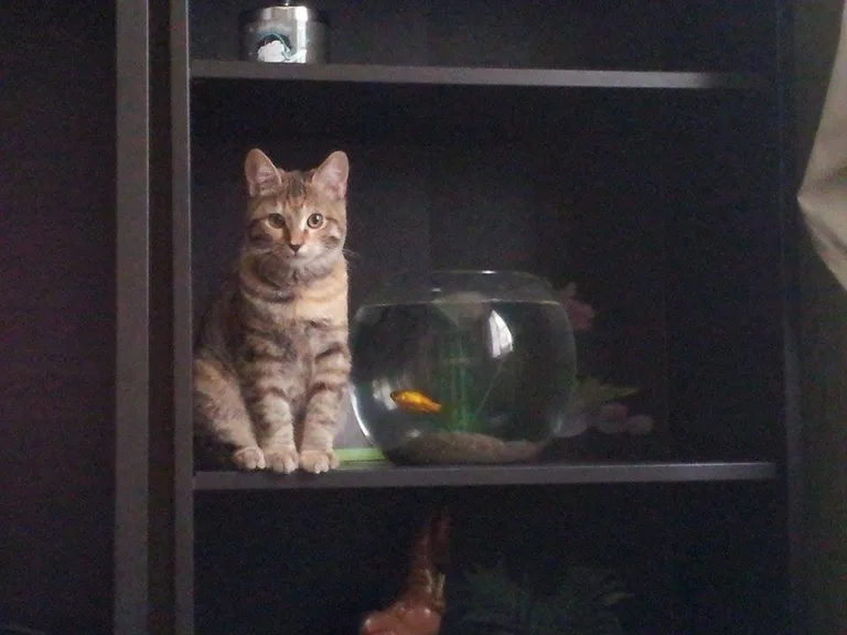 Zina