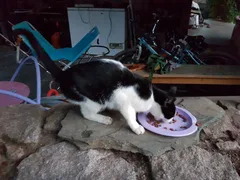 Chat trouvé Européen