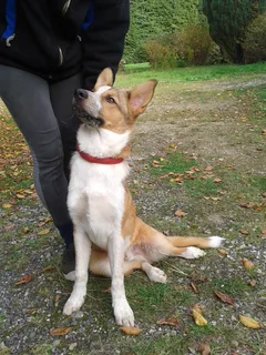 Chien trouvé Berger Belge