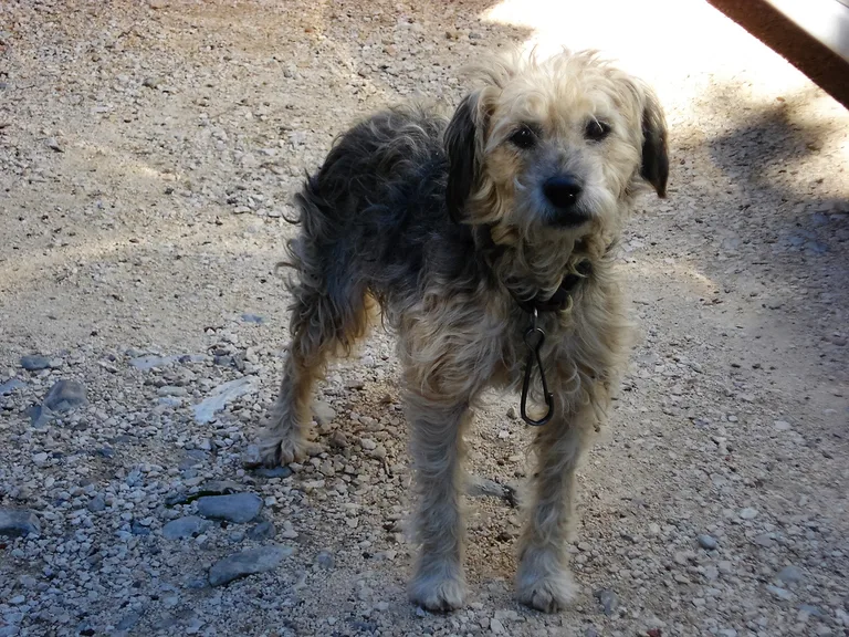 Chien trouvé