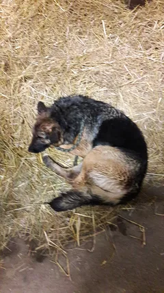 Chien trouvé Berger Allemand