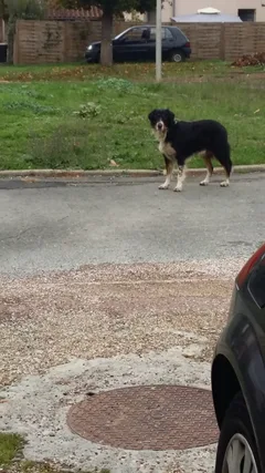 Chien trouvé Border Collie