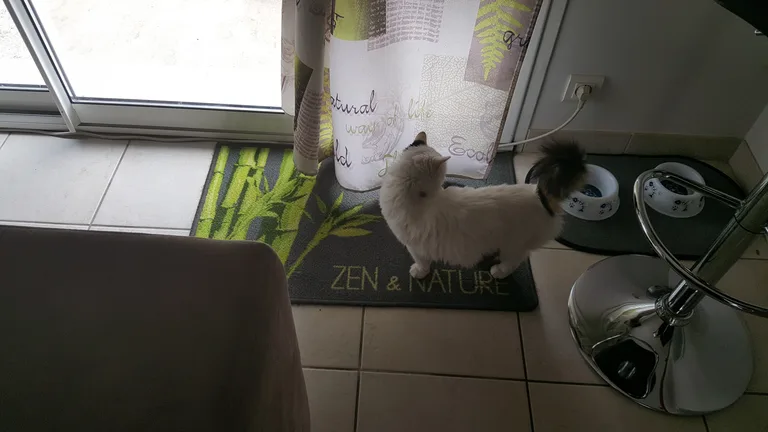 Chat trouvé