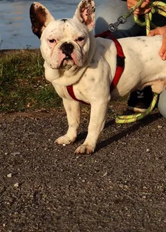 Chien perdu Bouledogue Français