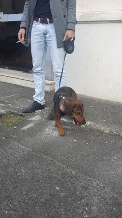 Chien perdu Teckel