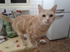 Chat trouvé Chat Tigre