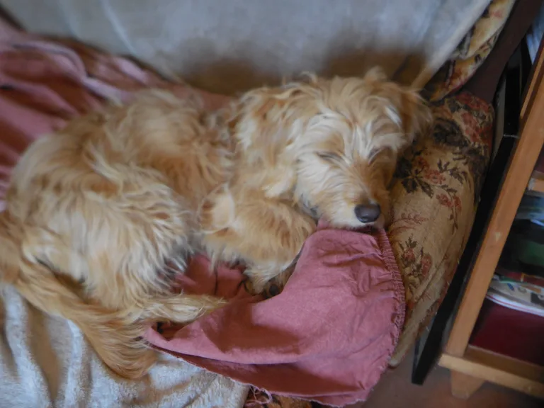 Chien trouvé