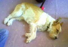 Chien perdu Fox-Terrier