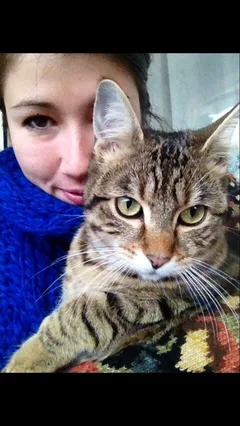 Chat perdu Européen