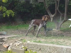 Chien trouvé Barbu Tchèque
