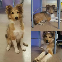 Chien perdu Berger des Shetland