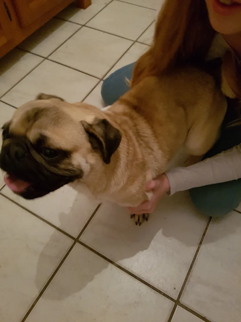 Chien trouvé