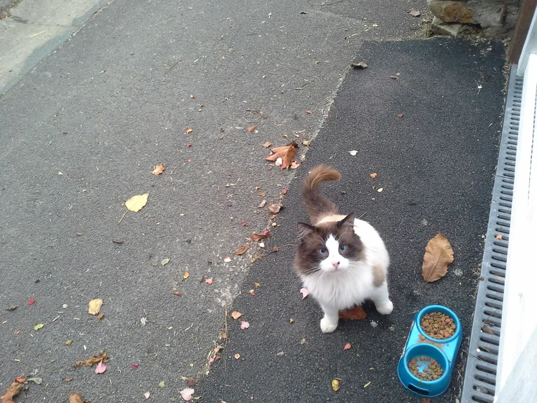 Chat trouvé
