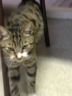 Chat trouvé Européen
