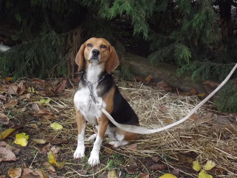Chien trouvé