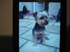 Chien perdu Yorkshire Terrier