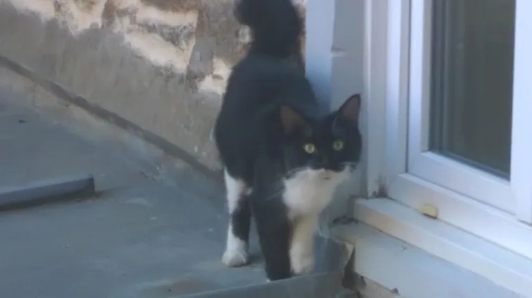 Chat trouvé